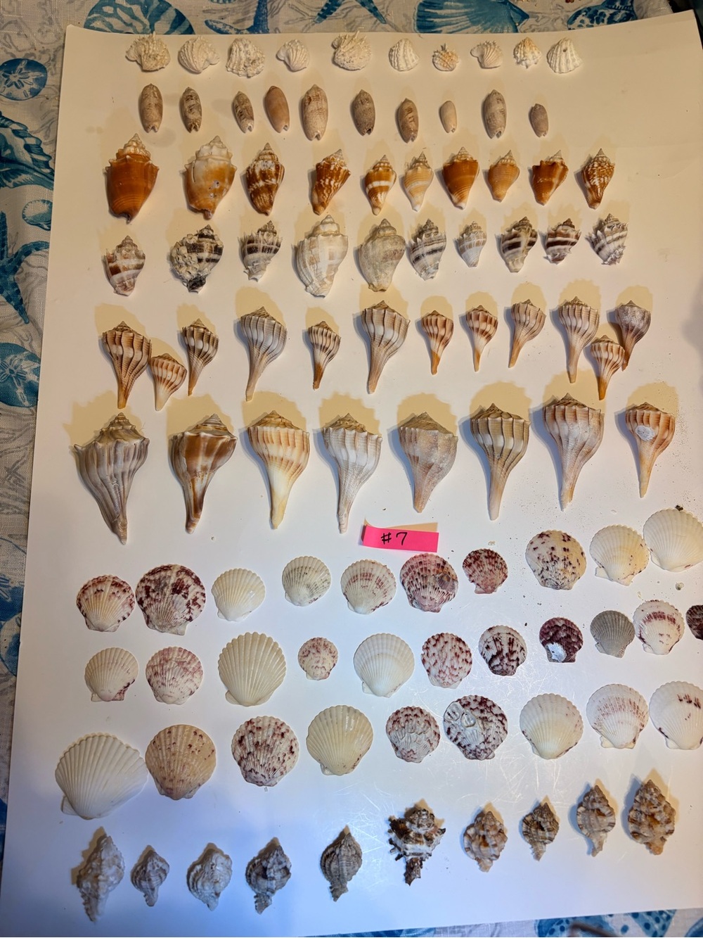 Mixed lot of 100 shells